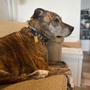 Meet your Posher, Alexis